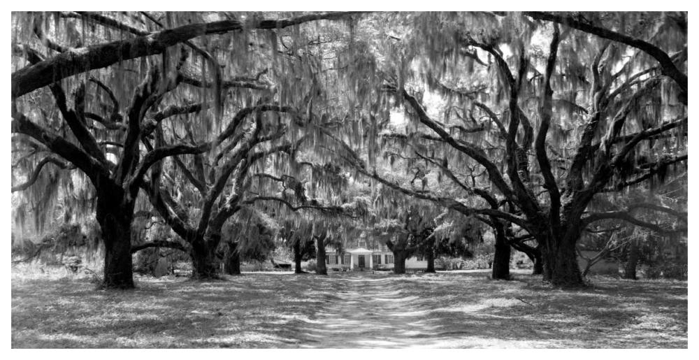 Avenue Of Oaks, South Carolina-Paper Art-62X32
