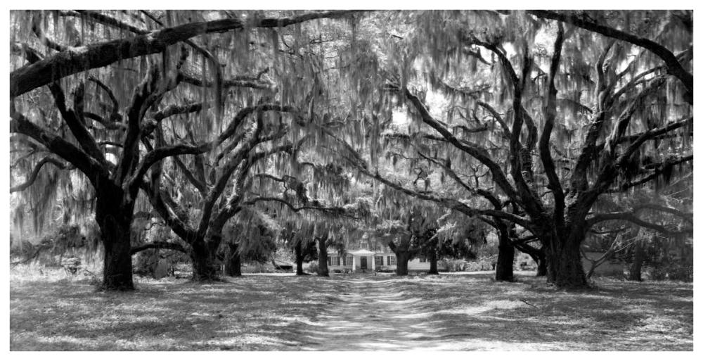 Avenue Of Oaks, South Carolina-Paper Art-74X38