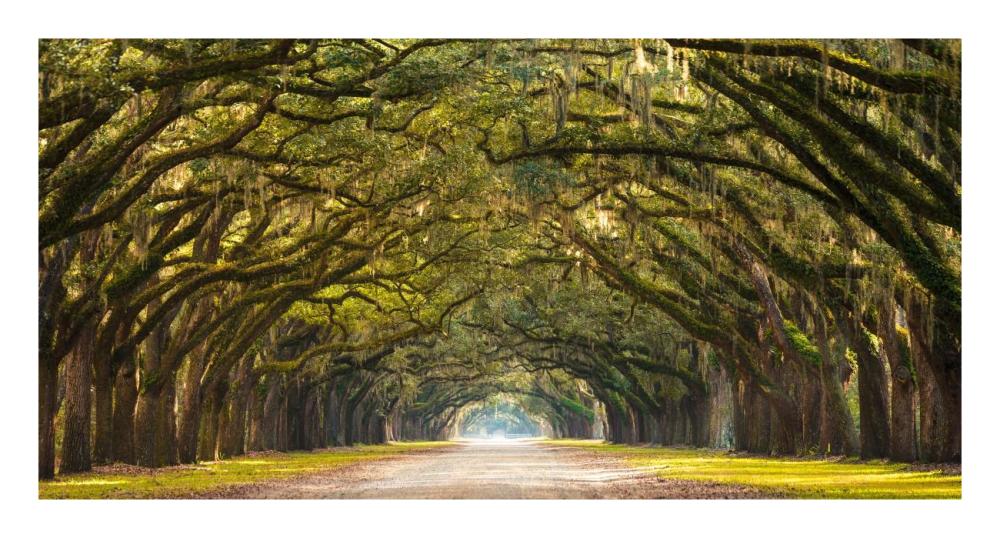 Path Lined With  Oak Trees-Paper Art-26X14
