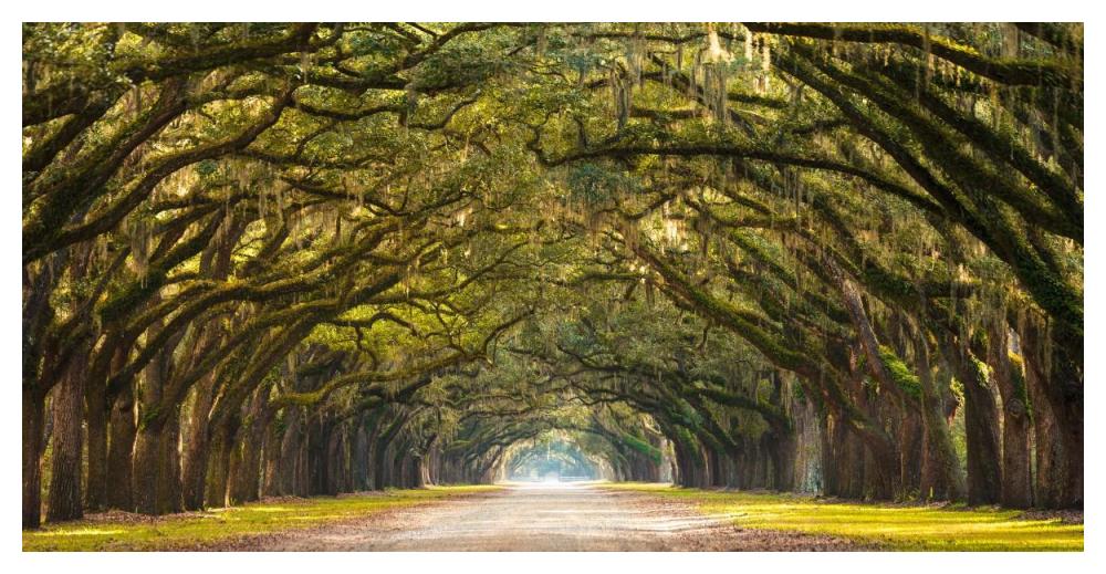 Path Lined With  Oak Trees-Paper Art-50X26