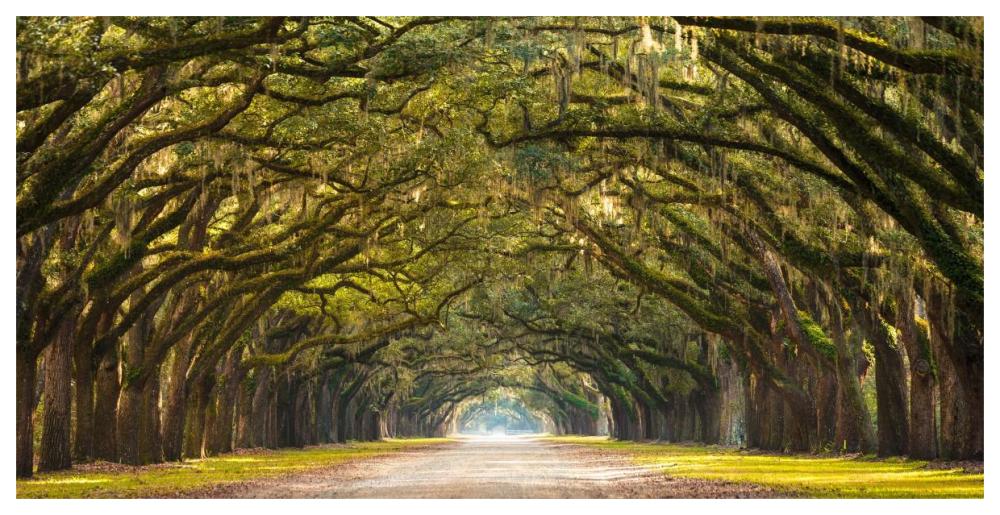 Path Lined With  Oak Trees-Paper Art-62X32