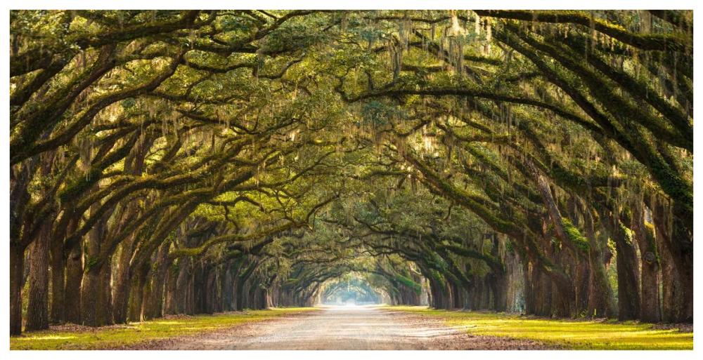 Path Lined With  Oak Trees-Paper Art-74X38