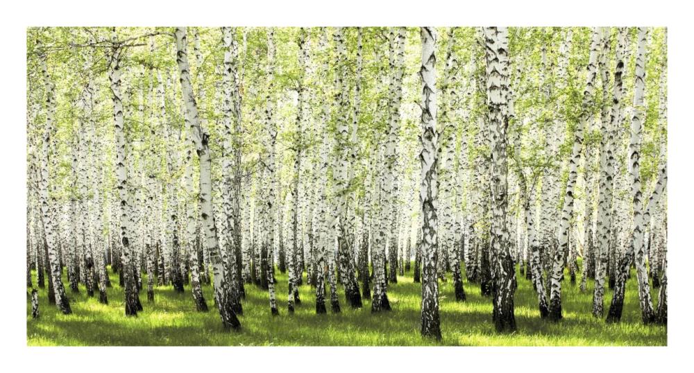 Birch Forest In Spring-Paper Art-26X14