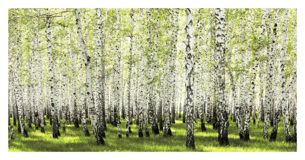 Birch Forest In Spring-Paper Art-38X20