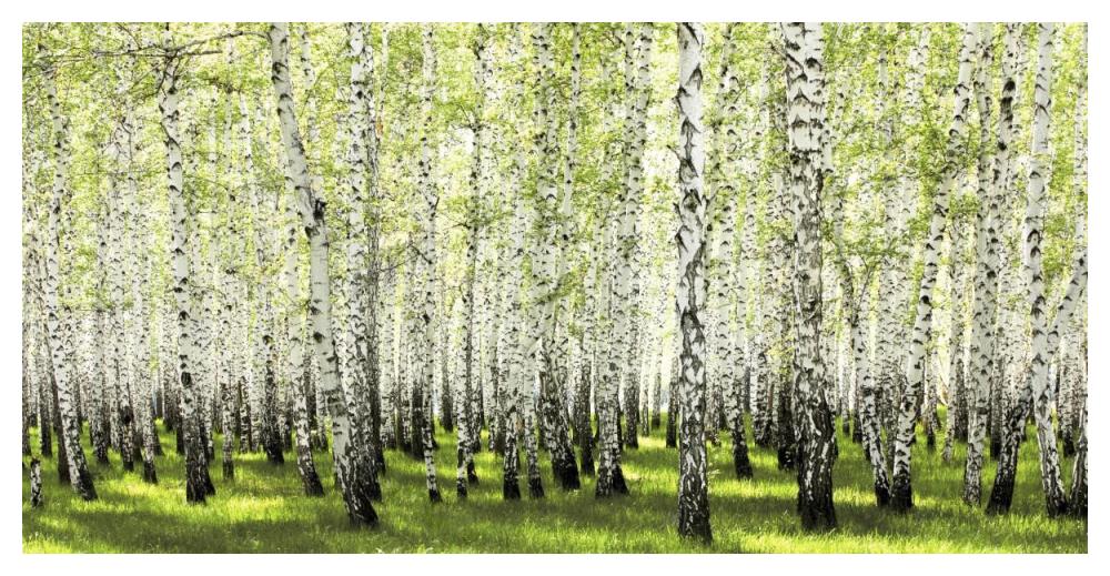 Birch Forest In Spring-Paper Art-50X26