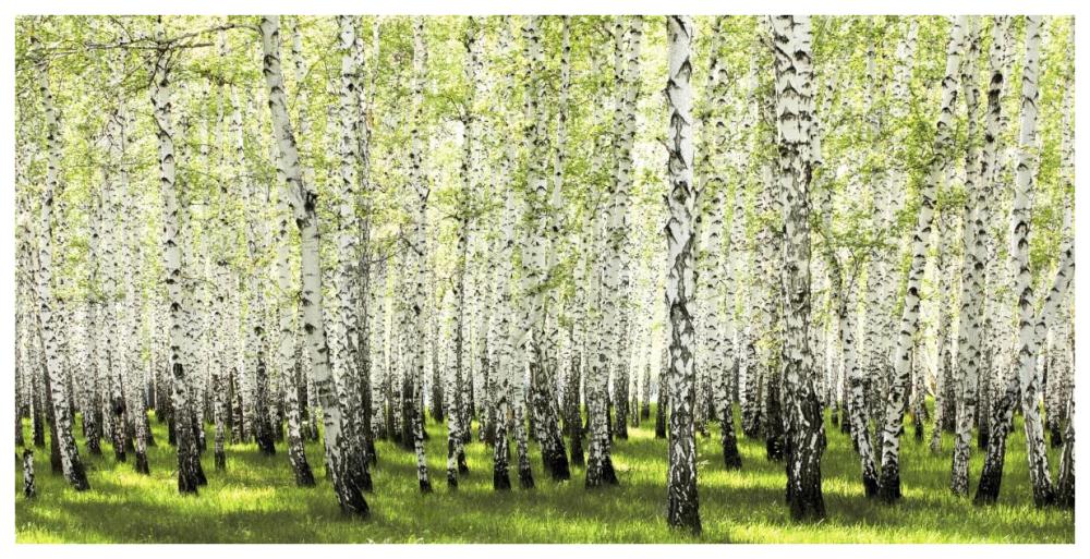 Birch Forest In Spring-Paper Art-74X38