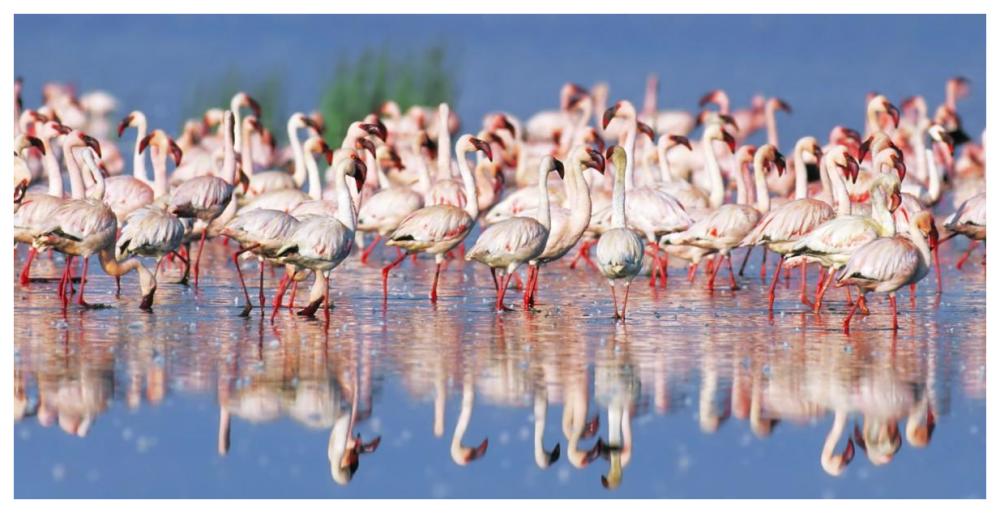 Lesser Flamingo, Lake Nakuru, Kenya-Paper Art-74X38