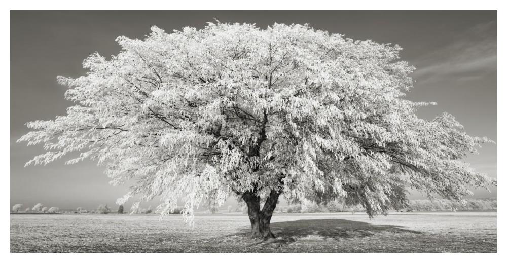 Lime Tree With Frost, Bavaria, Germany-Paper Art-50X26