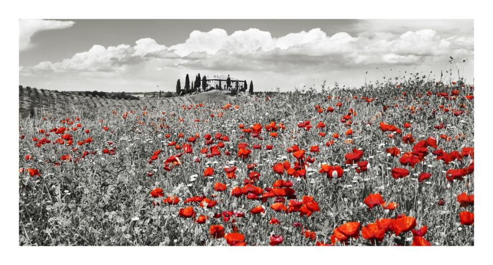 Farm House With Cypresses And Poppies, Tuscany, Italy-Paper Art-26X14