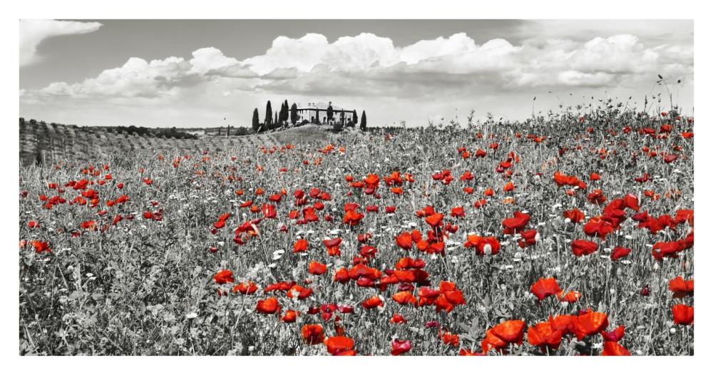 Farm House With Cypresses And Poppies, Tuscany, Italy-Paper Art-38X20