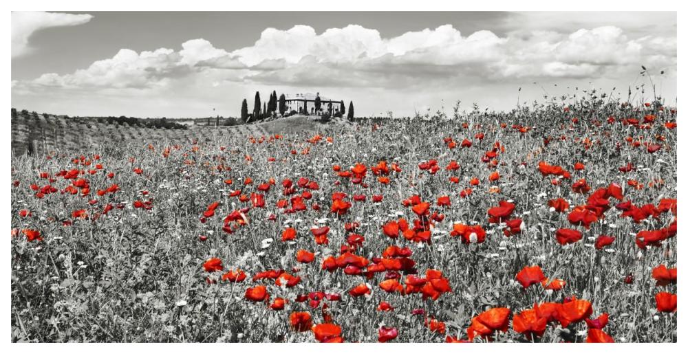 Farm House With Cypresses And Poppies, Tuscany, Italy-Paper Art-62X32