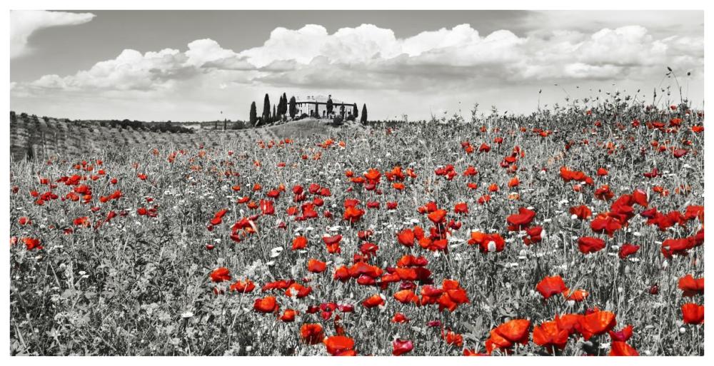 Farm House With Cypresses And Poppies, Tuscany, Italy-Paper Art-74X38