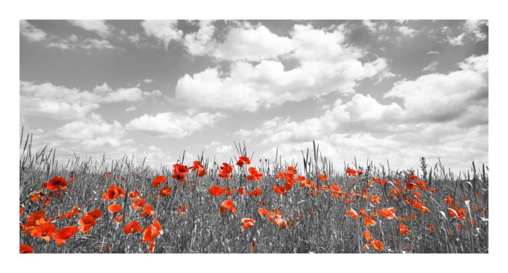 Poppies In Corn Field, Bavaria, Germany-Paper Art-26X14