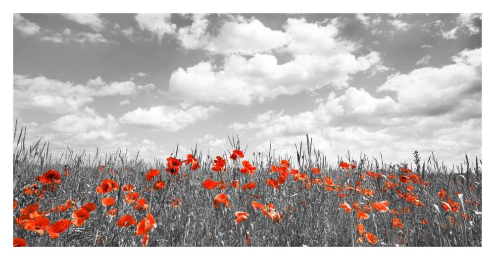 Poppies In Corn Field, Bavaria, Germany-Paper Art-38X20