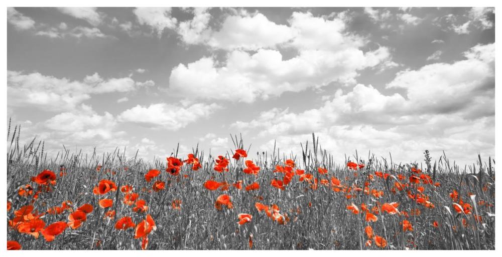 Poppies In Corn Field, Bavaria, Germany-Paper Art-74X38