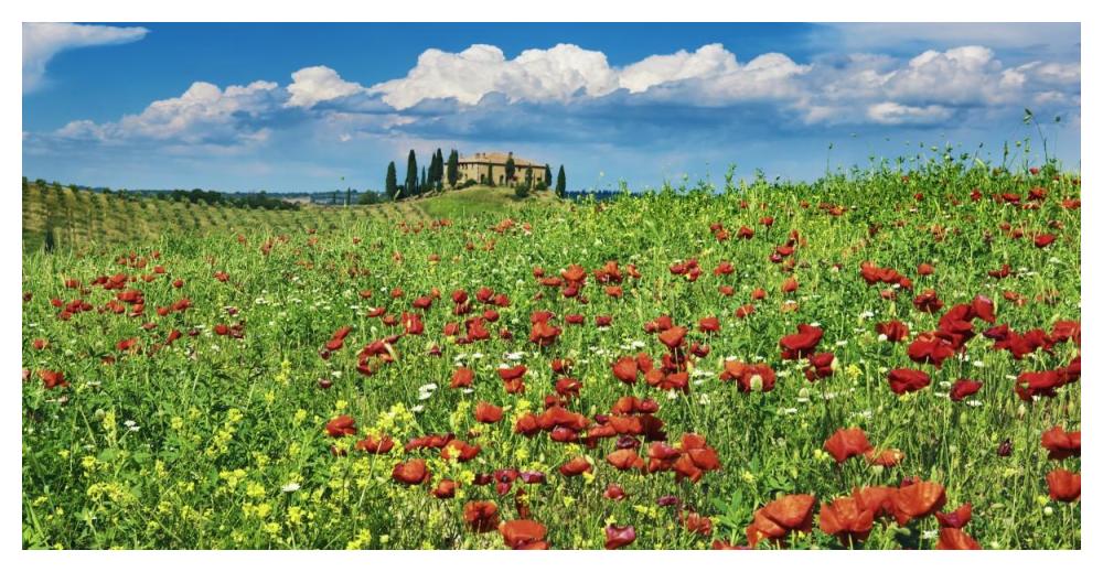 Farm House With Cypresses And Poppies, Tuscany, Italy-Paper Art-50X26