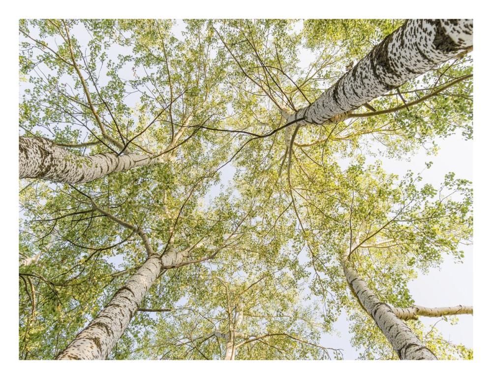 Birch Woods In Spring-Paper Art-26X20
