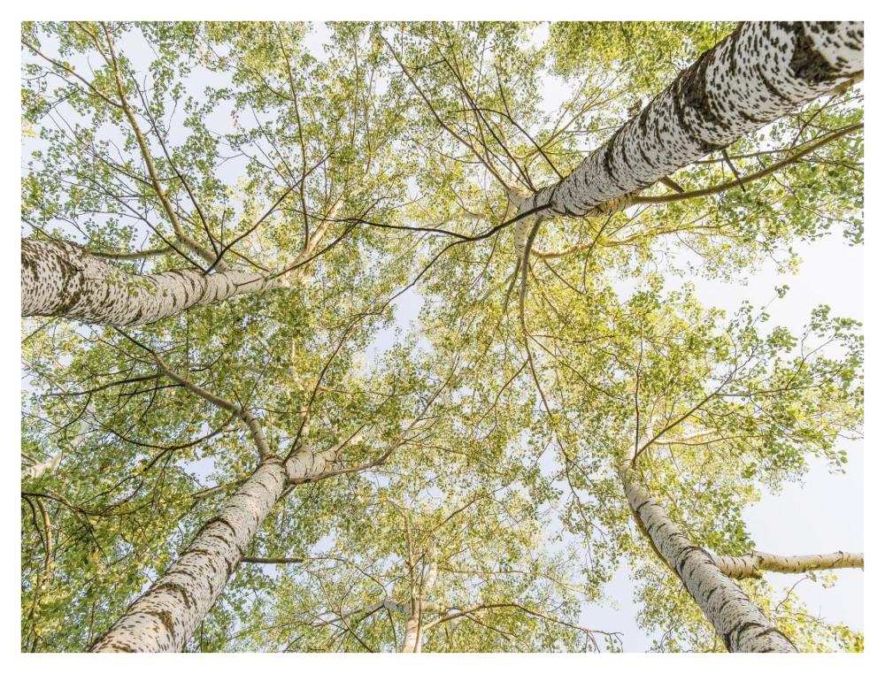Birch Woods In Spring-Paper Art-42X32