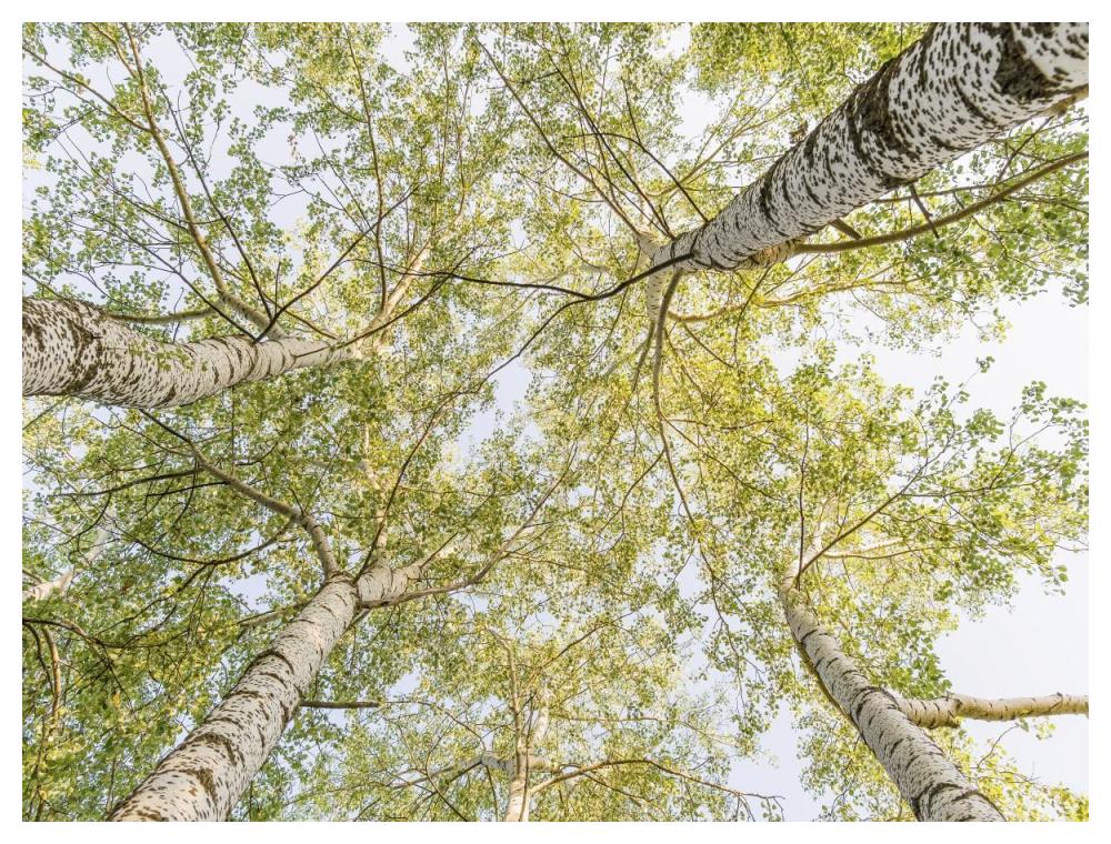 Birch Woods In Spring-Paper Art-50X38