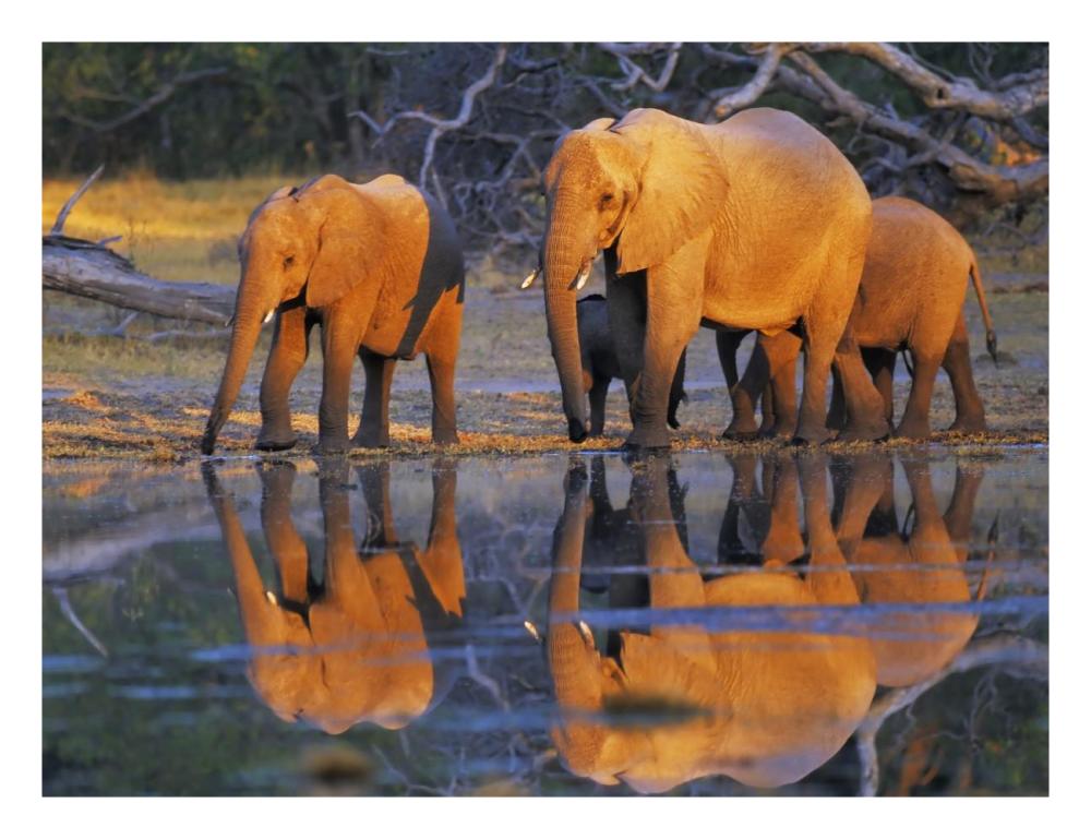 African Elephants, Okavango, Botswana-Paper Art-26X20