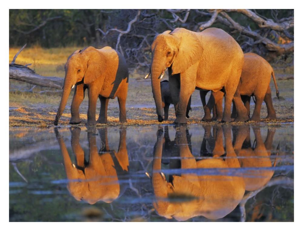 African Elephants, Okavango, Botswana-Paper Art-34X26