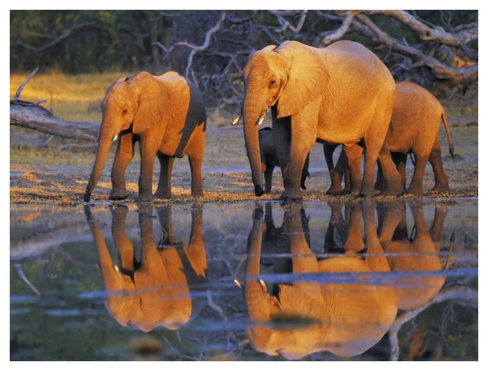 African Elephants, Okavango, Botswana-Paper Art-50X38