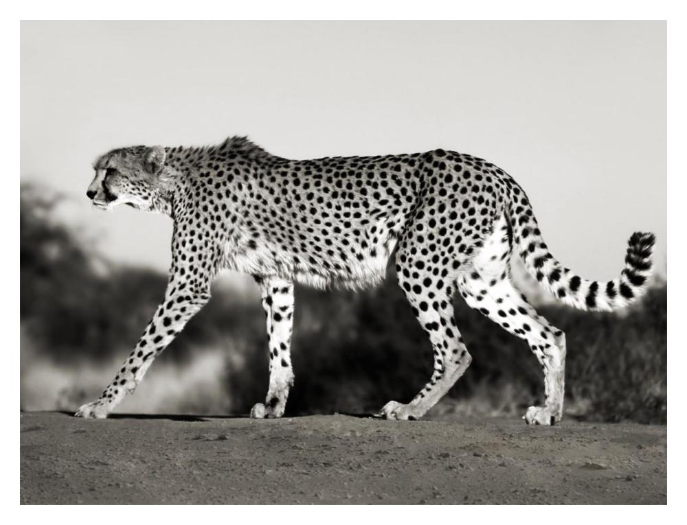 Cheetah, Namibia, Africa-Paper Art-18X14
