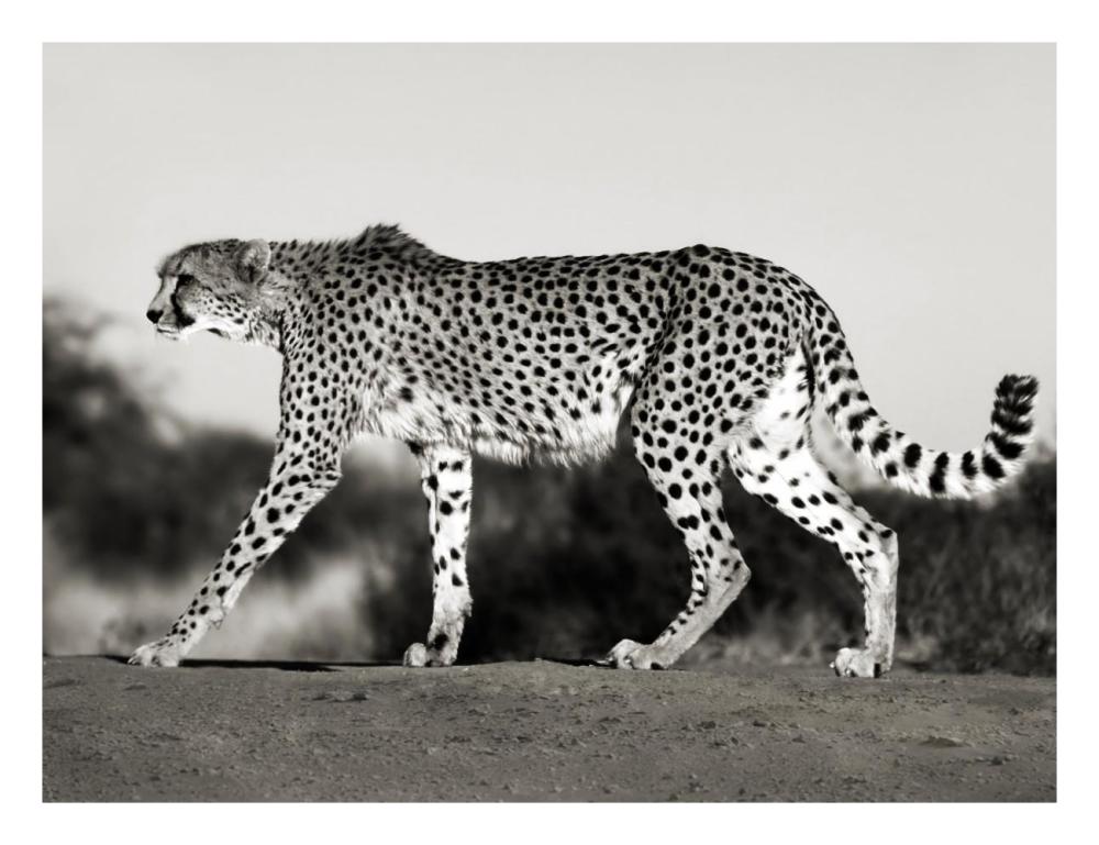 Cheetah, Namibia, Africa-Paper Art-26X20