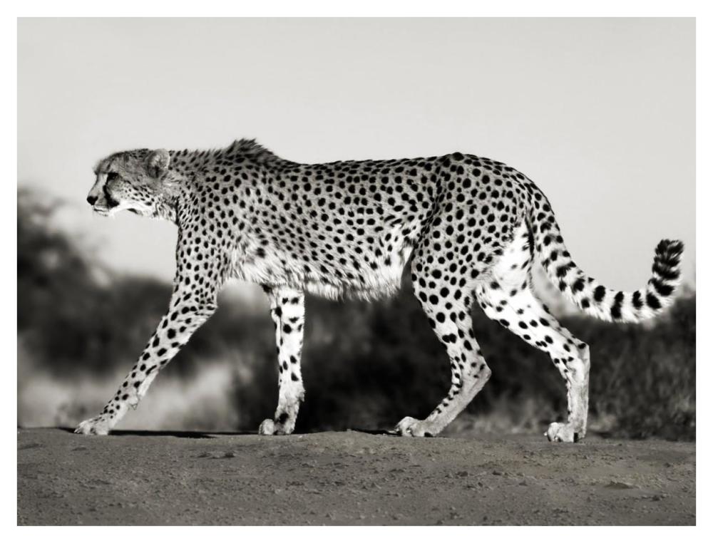 Cheetah, Namibia, Africa-Paper Art-42X32