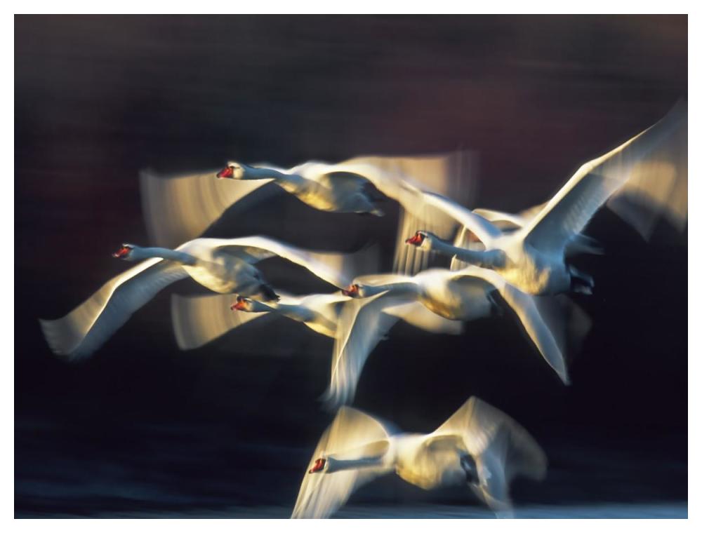 Mute Swan, Munich, Germany-Paper Art-50X38