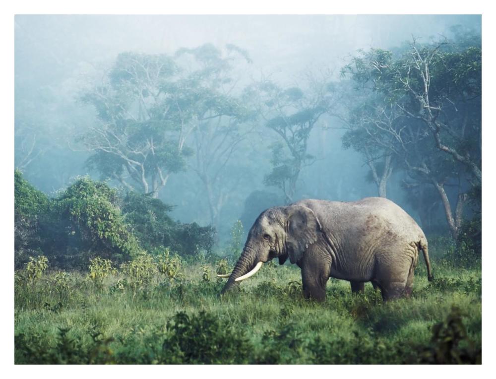 African Elephant, Ngorongoro Crater, Tanzania-Paper Art-18X14