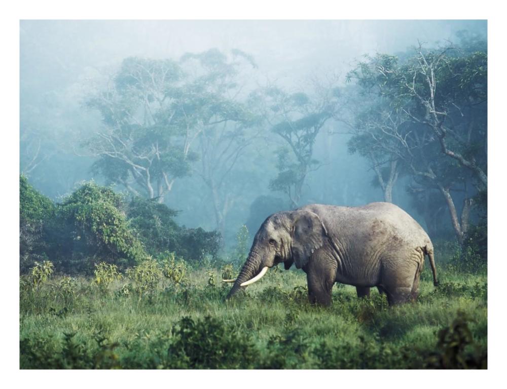 African Elephant, Ngorongoro Crater, Tanzania-Paper Art-26X20