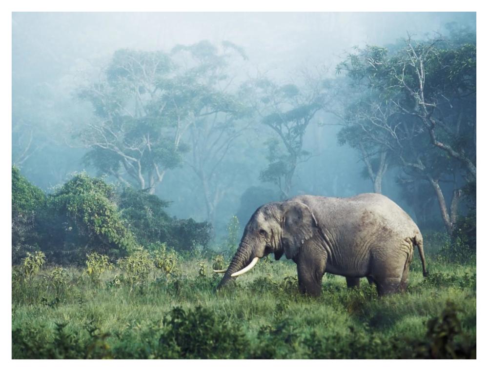 African Elephant, Ngorongoro Crater, Tanzania-Paper Art-42X32