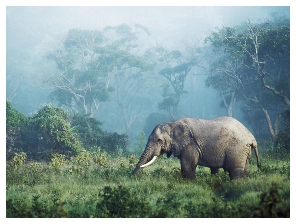 African Elephant, Ngorongoro Crater, Tanzania-Paper Art-50X38