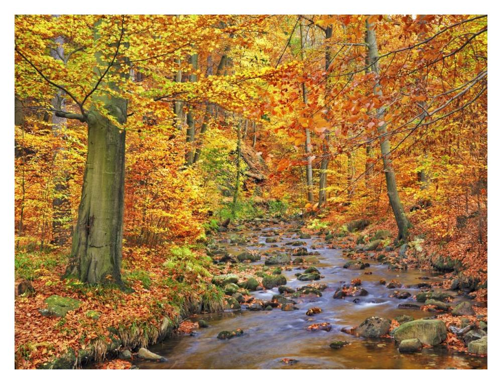 Beech Forest In Autumn, Ilse Valley, Germany-Paper Art-18X14