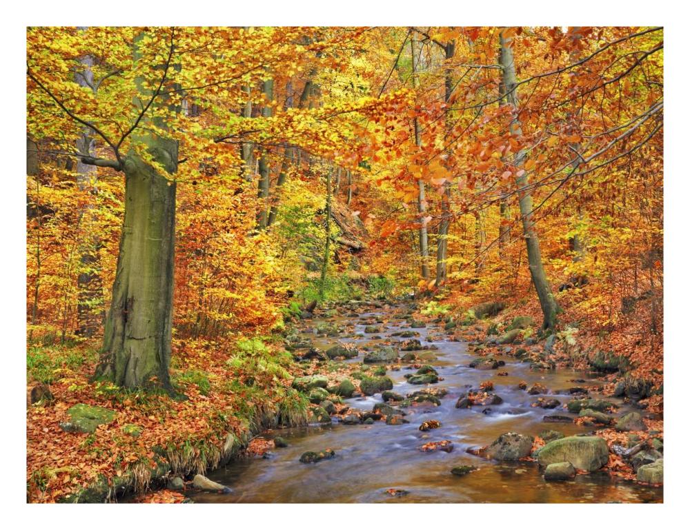 Beech Forest In Autumn, Ilse Valley, Germany-Paper Art-26X20