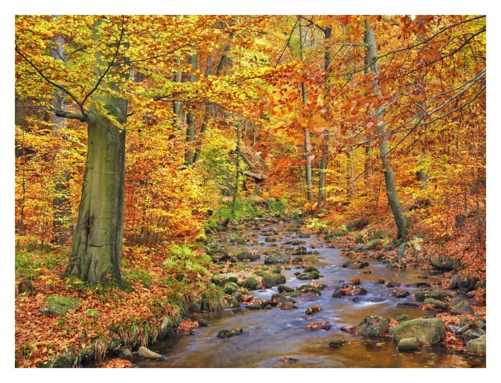 Beech Forest In Autumn, Ilse Valley, Germany-Paper Art-34X26