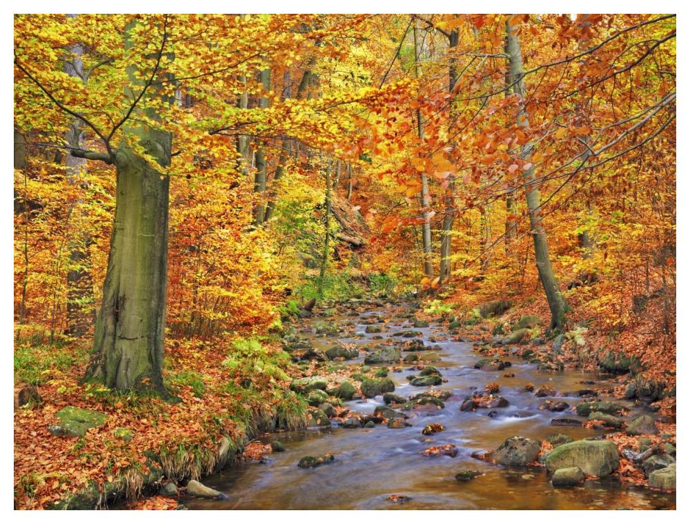 Beech Forest In Autumn, Ilse Valley, Germany-Paper Art-50X38