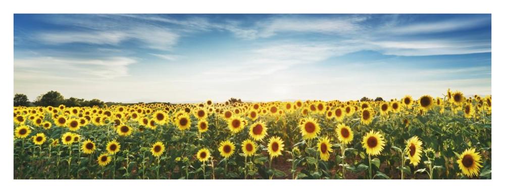 Sunflower Field, Plateau Valensole, Provence, France-Paper Art-38X14