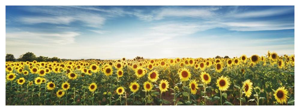 Sunflower Field, Plateau Valensole, Provence, France-Paper Art-56X20