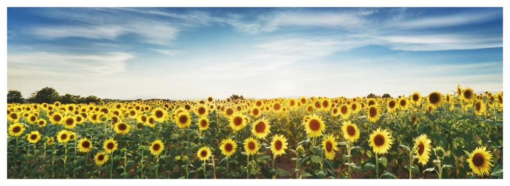 Sunflower Field, Plateau Valensole, Provence, France-Paper Art-74X26
