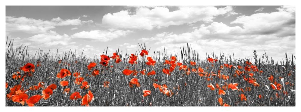 Poppies In Corn Field, Bavaria, Germany-Paper Art-56X20
