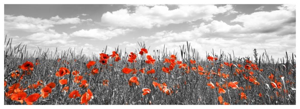 Poppies In Corn Field, Bavaria, Germany-Paper Art-74X26