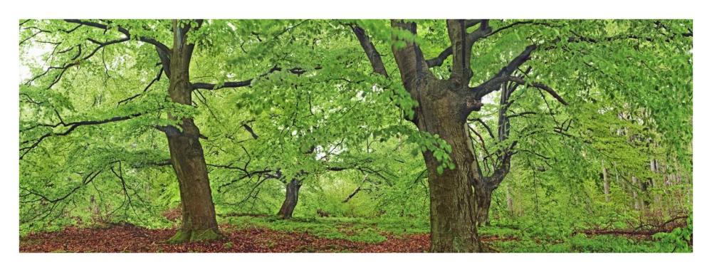 European Beech, Kellerwald, Germany-Paper Art-38X14