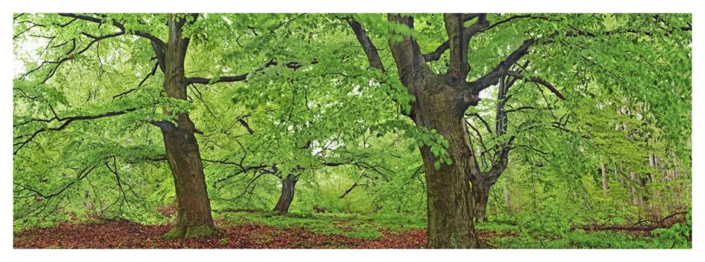 European Beech, Kellerwald, Germany-Paper Art-56X20