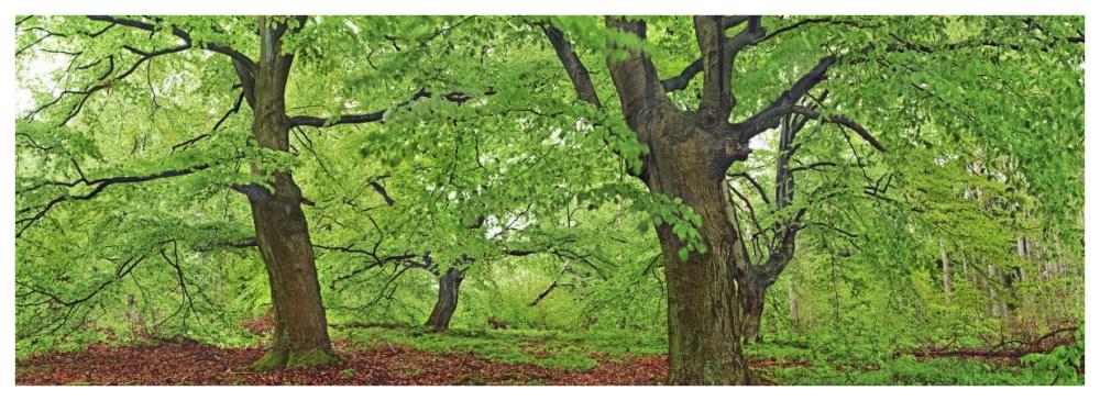 European Beech, Kellerwald, Germany-Paper Art-74X26