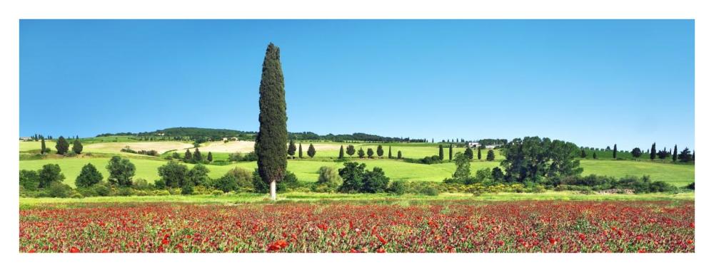 Cypress In Poppy Field, Tuscany, Italy-Paper Art-38X14