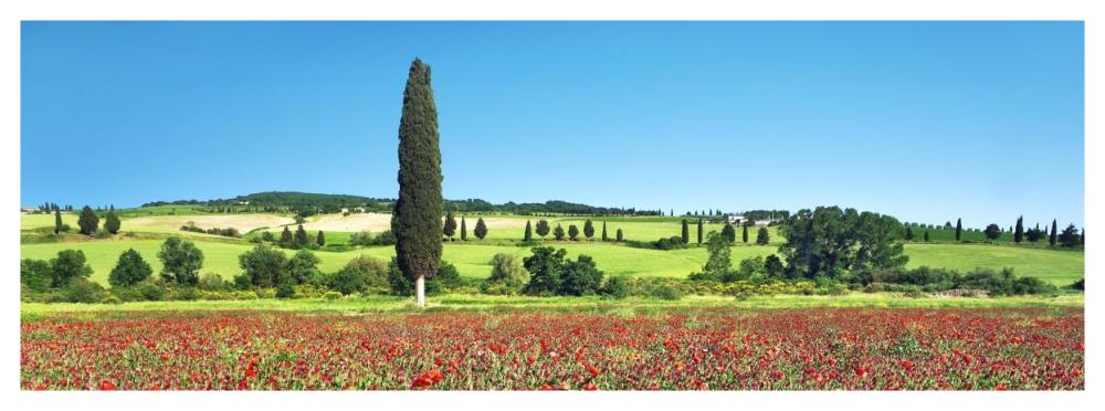 Cypress In Poppy Field, Tuscany, Italy-Paper Art-56X20