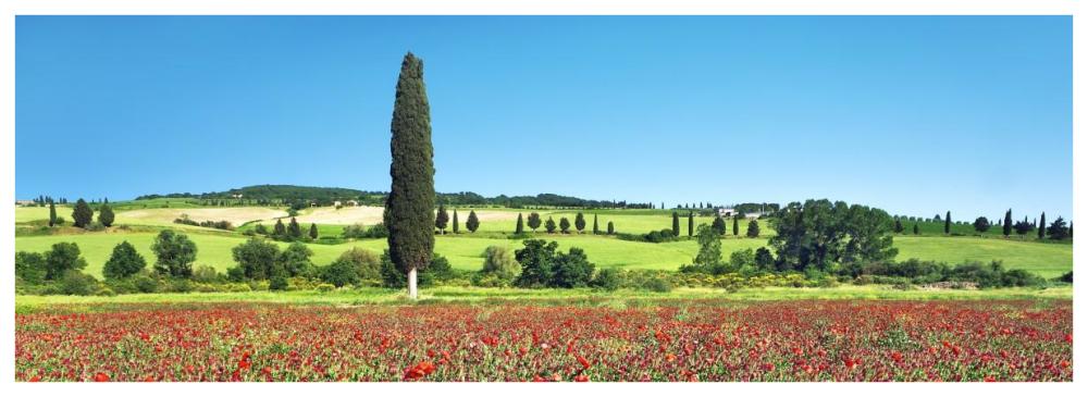 Cypress In Poppy Field, Tuscany, Italy-Paper Art-74X26