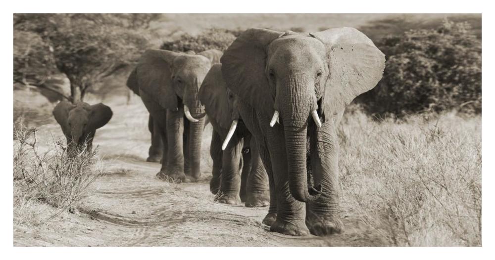 Herd Of African Elephants, Kenya-Paper Art-38X20